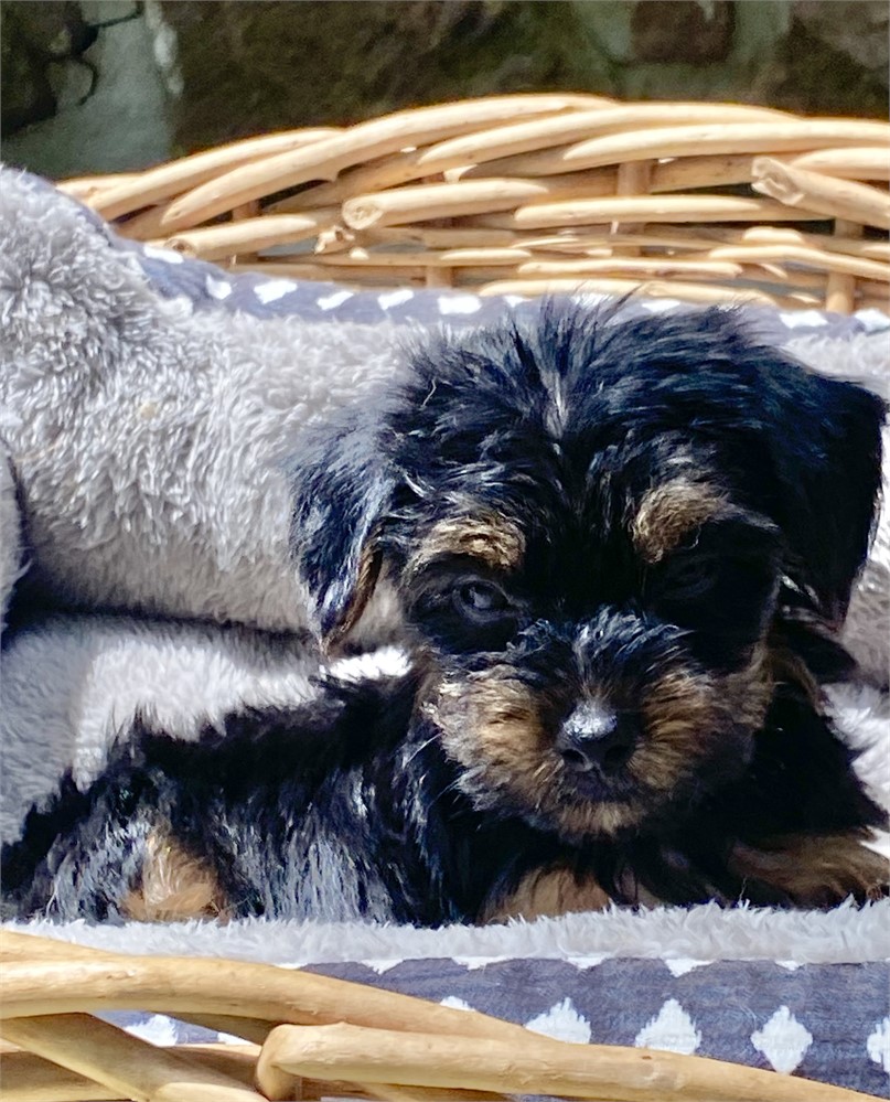 ICA TOY HAVA-POO