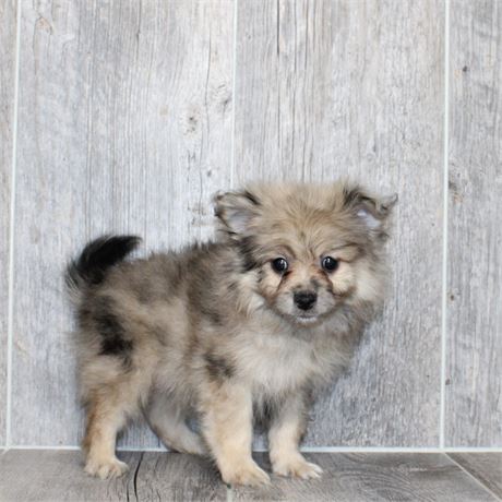 25170-03 Pomeranian