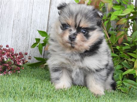 APRI POM VERY NICE LITTLE LADY