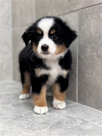 Toy Aussie 25343-05