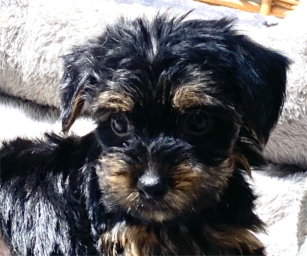 ICA TOY HAVA-POO