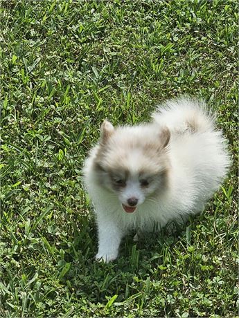 Female Pom