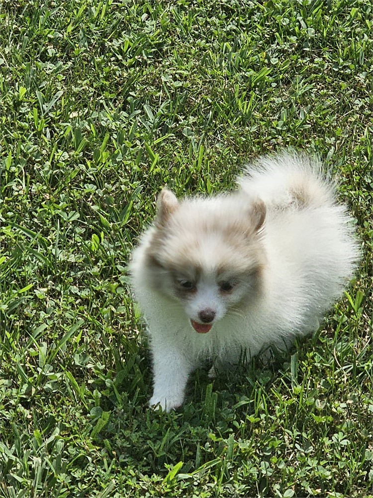 Female Pom