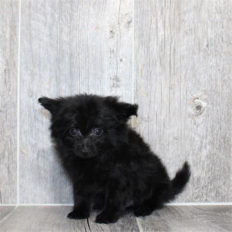25170-01 Pomeranian