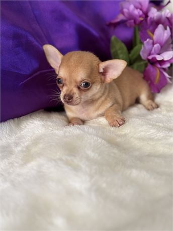 TINY 1.4 MALE ZIGGY