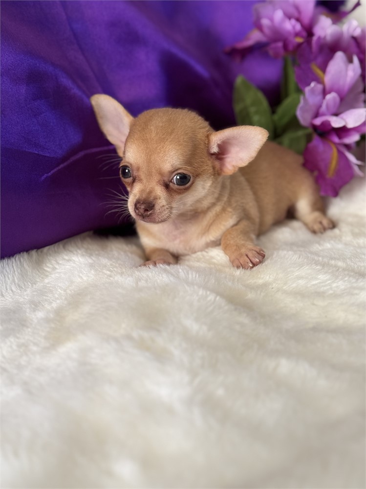 TINY 1.4 MALE ZIGGY