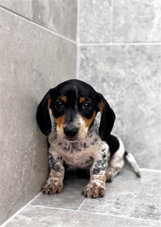 Dachshund 25332-03