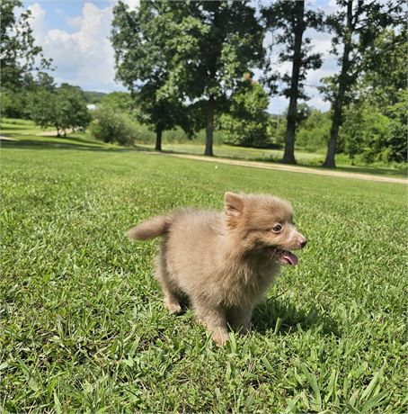 Female Pom