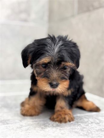 Yorkie 25339-01