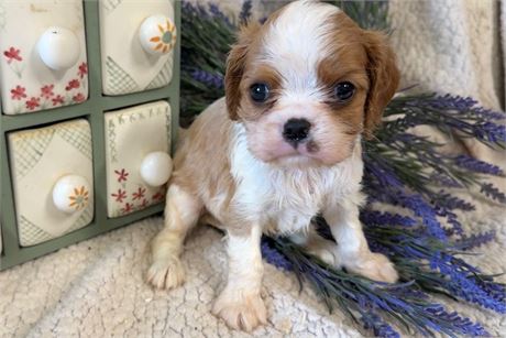 Beautiful Male Frankie