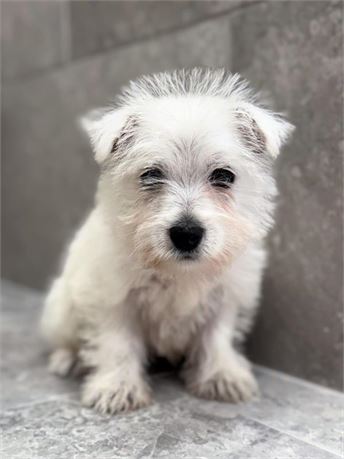 Westie 25337-01