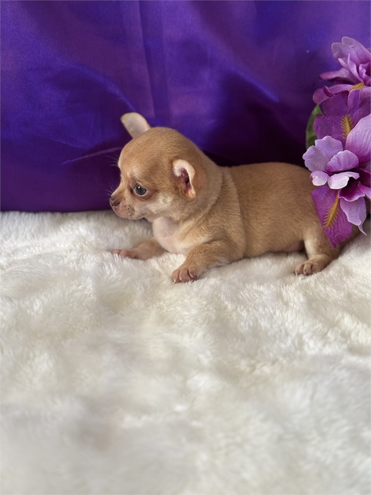 TINY 1.4 MALE ZIGGY