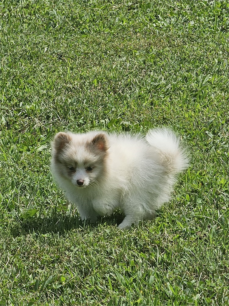 Female Pom