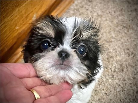 Little Chihuahua/Shinese