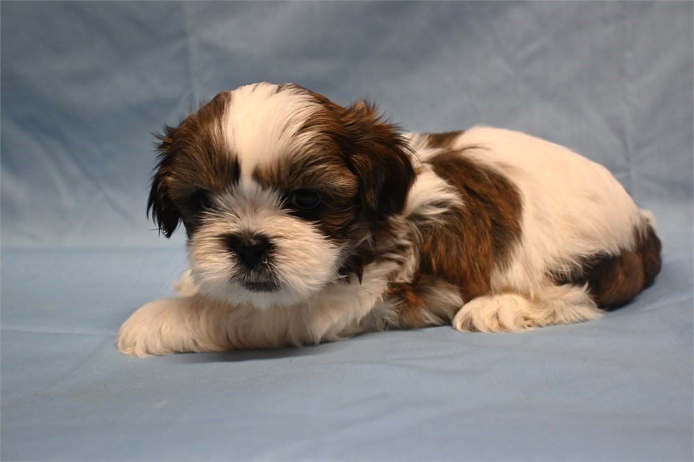 Outstanding Gizmo