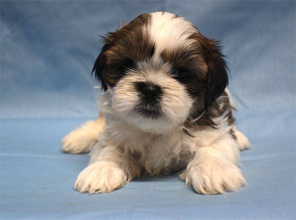 Outstanding Gizmo