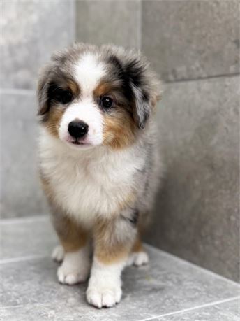 Toy Aussie 25343-02