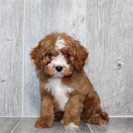 25166-03 Cavapoo