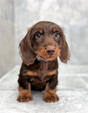 Dachshund 25332-02