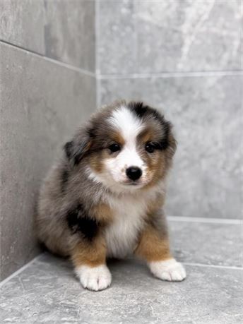 Toy Aussie 25343-03