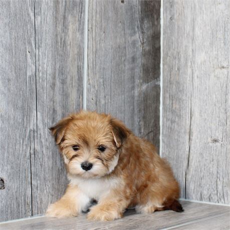 25168-03 Morkie