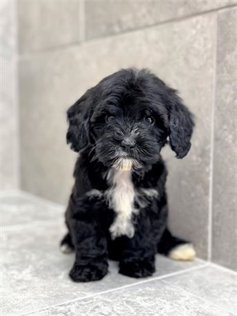 Cavapoo 25336-04