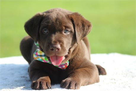ACA Chocolate Male Blue Collar