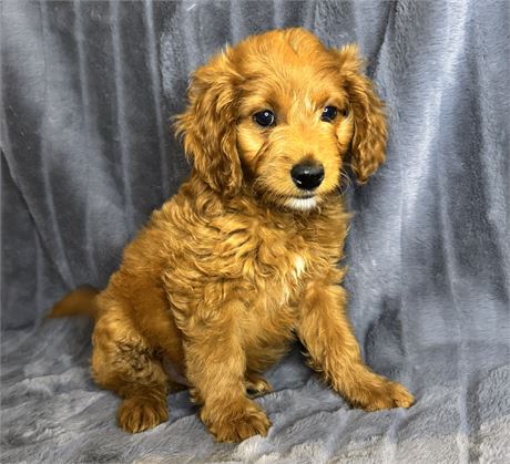 ACHC F1B Mini Goldendoodle Male