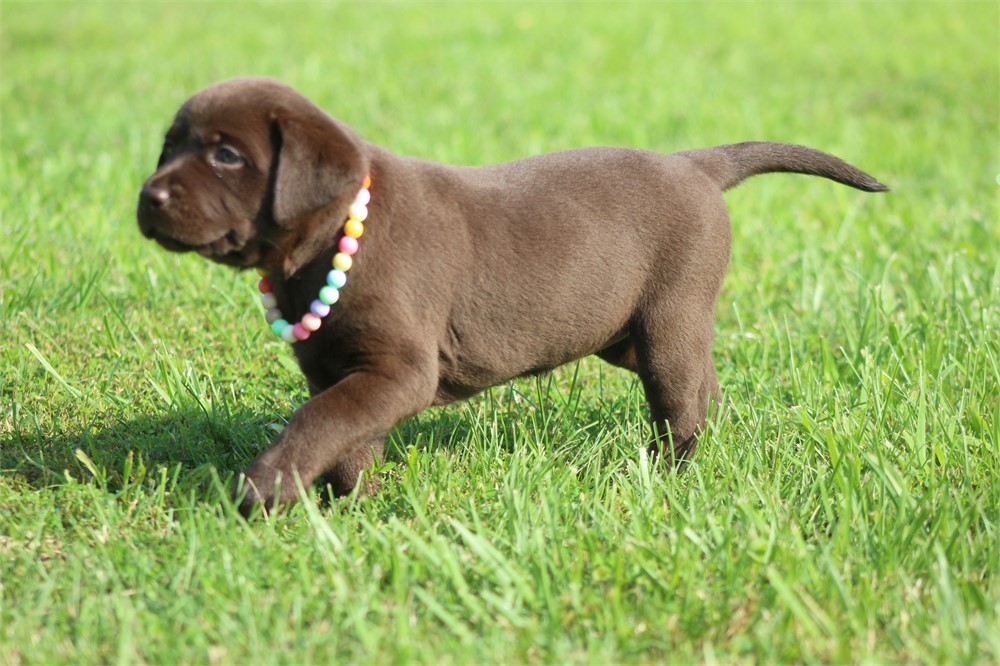 ACA Chocolate Female Yellow Collar