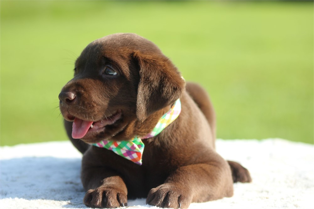 ACA Chocolate Male Blue Collar