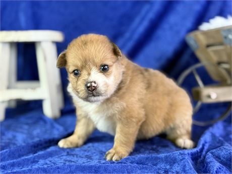 Female Sable Merle - Sugar