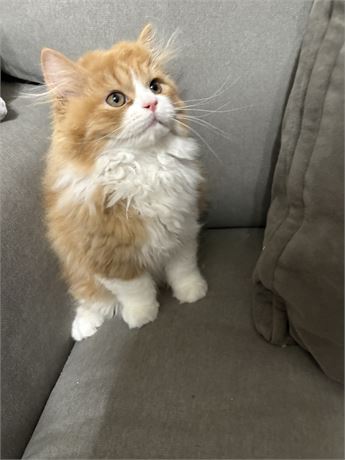 Beautiful Persian Female