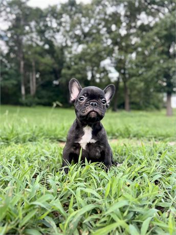 AKC Black Brindle Male