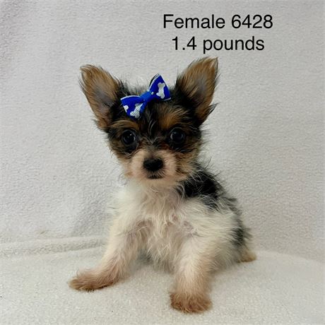 Female 6428