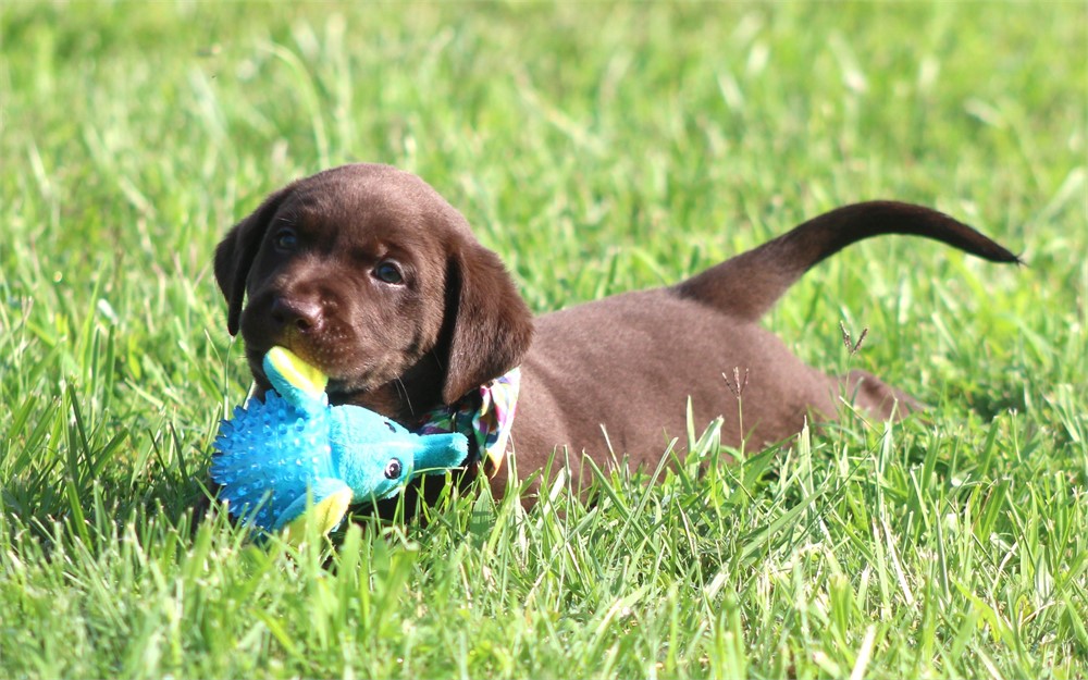ACA Chocolate Male Blue Collar