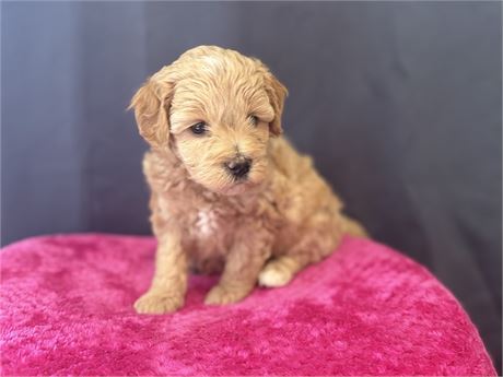 F1B Adorable Female ShihPoo