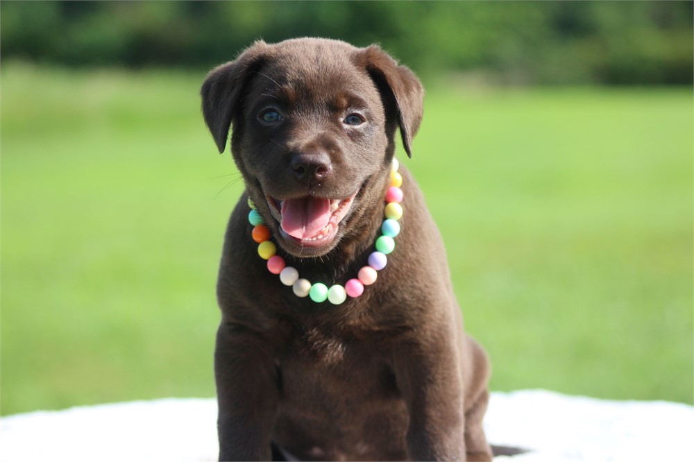 ACA Chocolate Female Yellow Collar