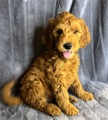 ACHC F1B Mini Goldendoodle Male