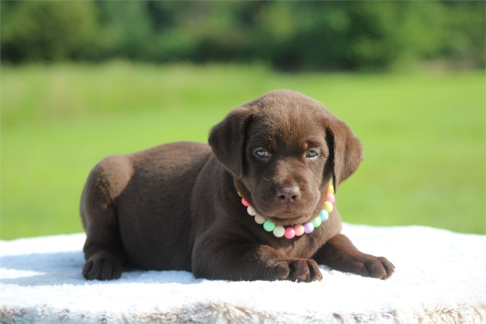 ACA Chocolate Female Yellow Collar