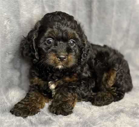 ACHC Male Cockapoo