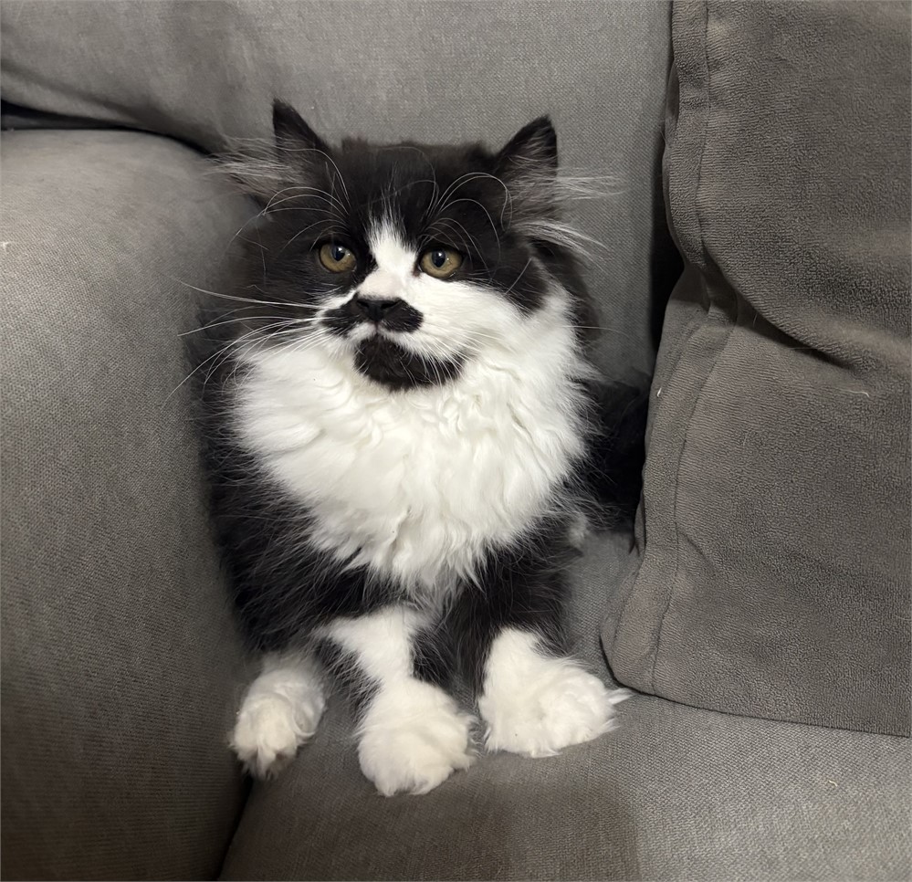 Handsome Persian Male