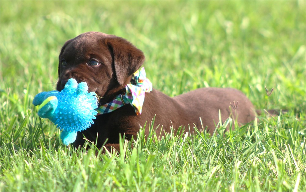 ACA Chocolate Male Blue Collar