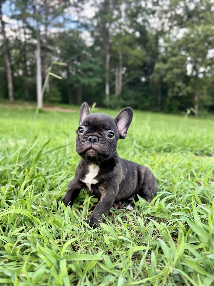 AKC Black Brindle Male