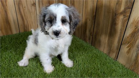 Female Cavapoo