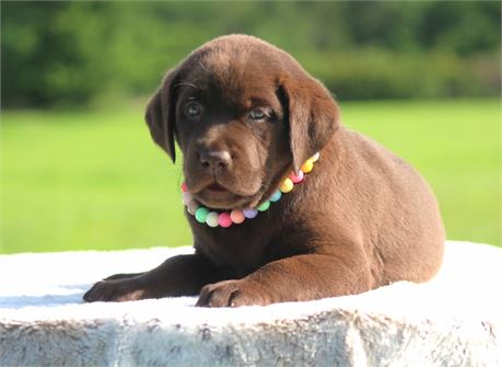 ACA Chocolate Female Yellow Collar