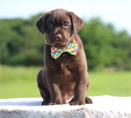 ACA Chocolate Male Red Collar