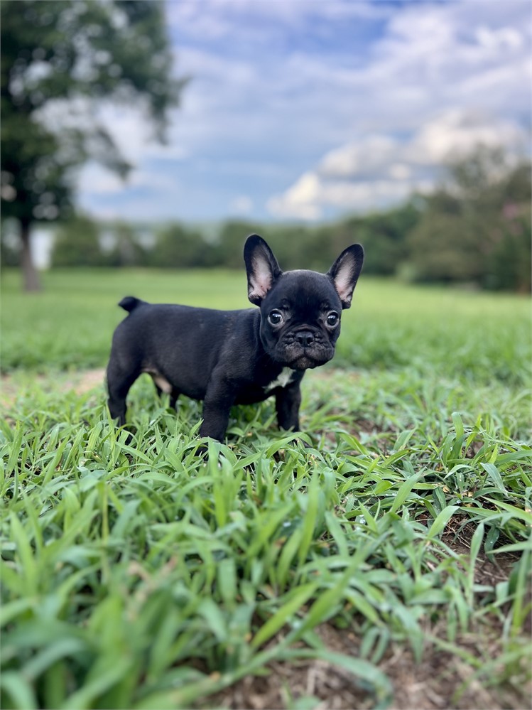 AKC Black Brindle Male