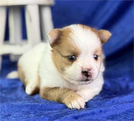 Female Sable Parti - Sunny
