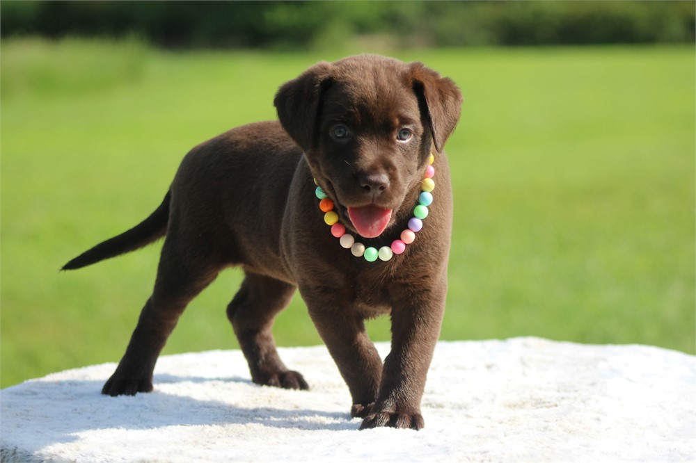 ACA Chocolate Female Yellow Collar