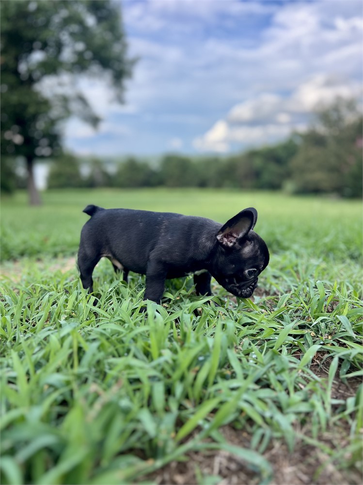 AKC Black Brindle Male
